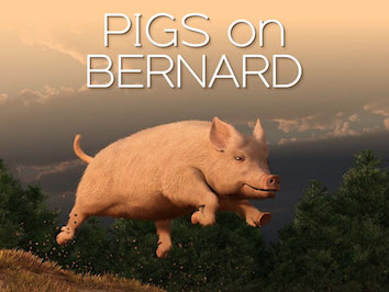 Pigs on Bernard Historical Quest – Winners from Heritage Week!